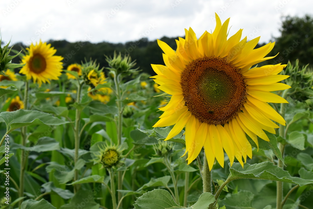 Fototapeta premium Sunflower field, agriculture background.