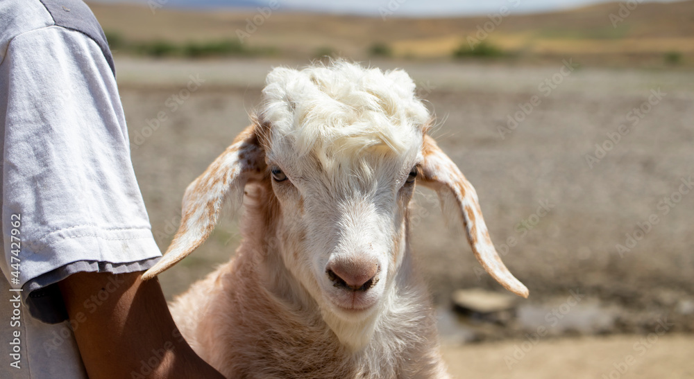 white goat in the farm, portrait of a goat