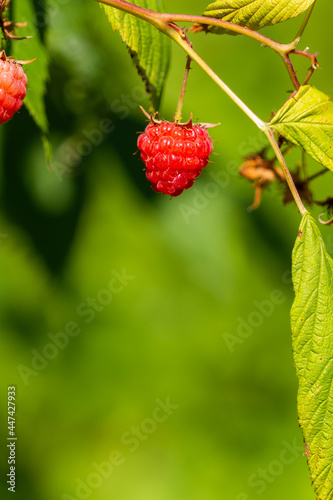 Vertical photo of raspberry on branch with green background, selective focus.