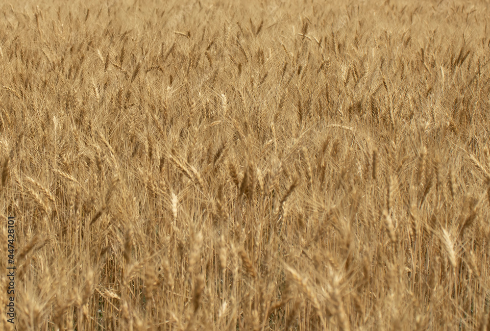 wheat ear field close-up. against the sky. wheat ear field close-up. against the sky.