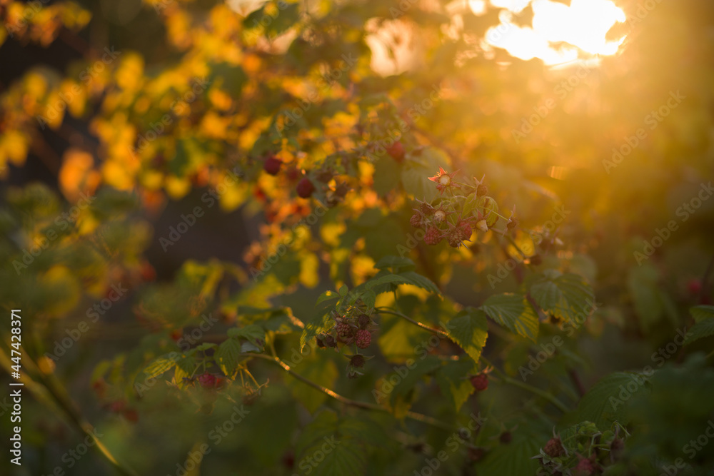 Obraz premium raspberry bush