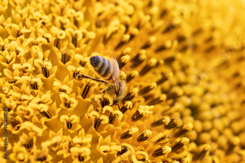 A bee collecting pollen on a sunflower. close-up.