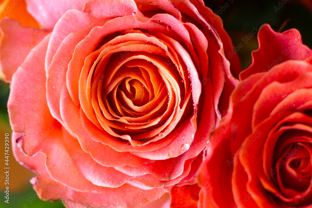 a large bouquet of red and orange roses a large bouquet of red and orange roses