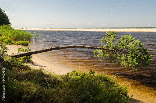 A bent pine by the Irbe river  Latvia.