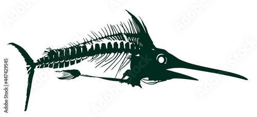 A Skeleton of big predatory sea fish.