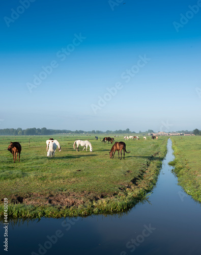 many horses in green grassy meadow and distant farm in holland under blue sky on summer morning