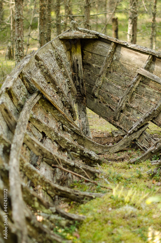 Old abandoned wooden fishing boat in the forest. Boot cemetery in Lielirbe, Latvia.  photo