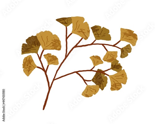Autumn decorative tree branch with leaf. Fall twig of foliage plant. Leaves of adiantum. Modern botanical flat vector illustration of maidenhair fern isolated on white background