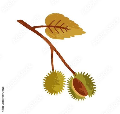 Autumn chestnut branch with leaf and fruit in shell. Fall twig with leaves. Sprig of food plant. Flat vector illustration of autumnal decorative design element isolated on white background