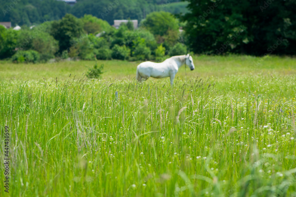 Fototapeta premium field grass. white horse out of focus, on green grass in the field. white horse stands in an agriculture field with juicy grass in sunny weather. strong, hardy and fast animal. grazing in the meadow