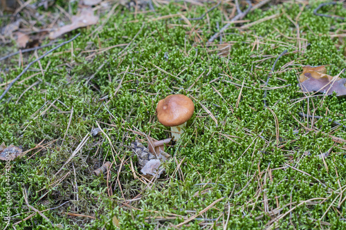 a mushroom picker found mushrooms in the forest in the grass under the needles