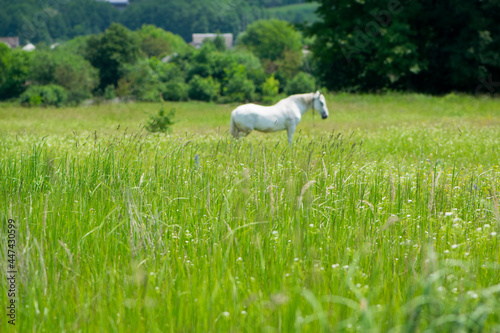 field grass. white horse out of focus, on green grass in the field. white horse stands in an agriculture field with juicy grass in sunny weather. strong, hardy and fast animal. grazing in the meadow © Oleksandr Filatov