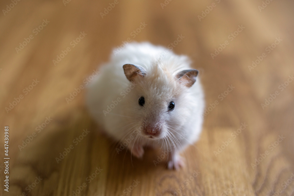 White syrian hamster on wooden background White syrian hamster on wooden background