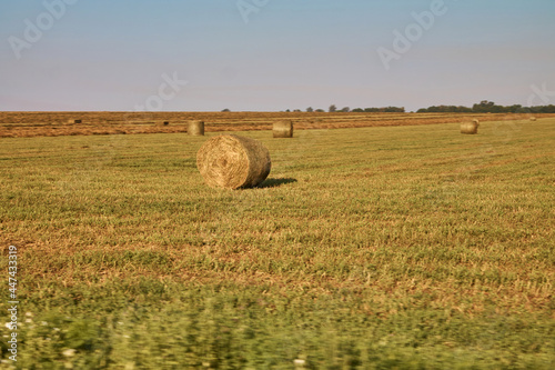 Large bales of hay in the fields, photo at dawn