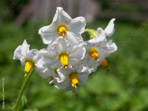 Fototapeta Naklejka Na Ścianę i Meble -  Potato flowers, close-up. Inflorescence of white potato flowers.