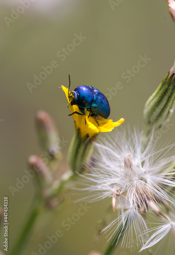 blue metallic beetle on yellow flower macro 