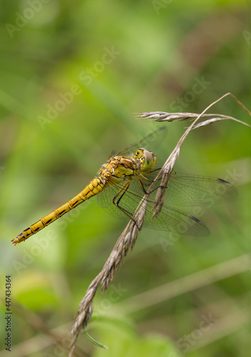 black tailed skimmer female dragonfly green background macro © madame_fayn