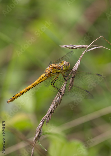 golden dragonfly skimmer macro on grass green background