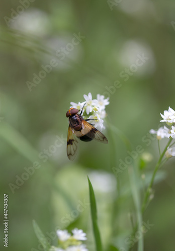 beige black fly macro on white flower with green background 
