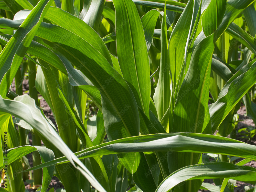 Obraz premium Overgrown corn. Corn stalks in the home garden.