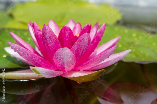 Water lily - Seerose