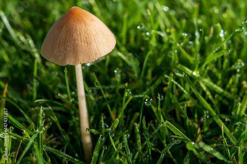 Pilz mit Hut im nassen Rasen