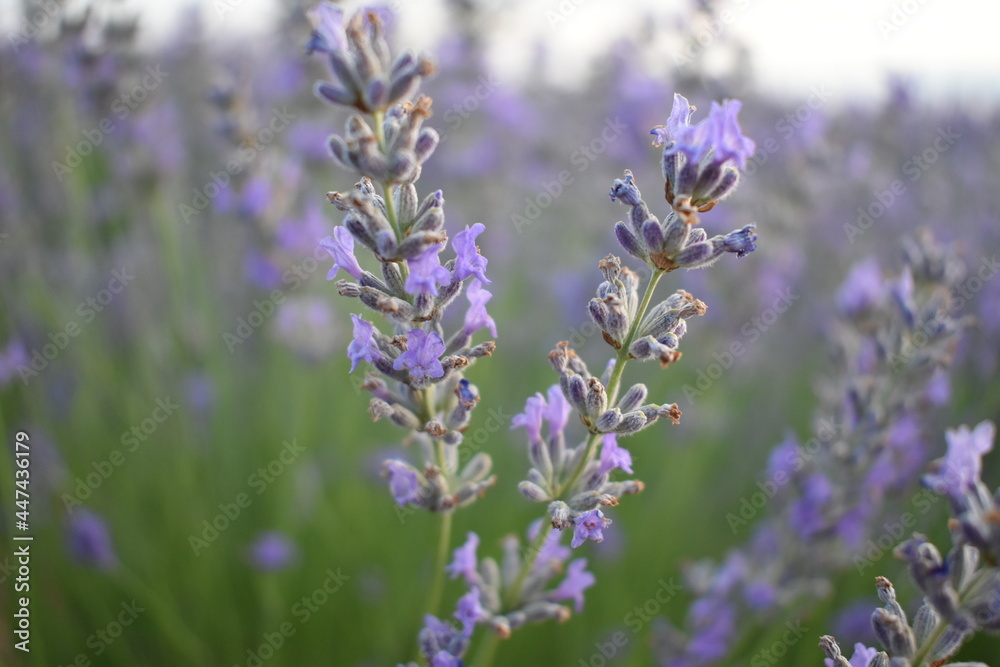 purple flowers