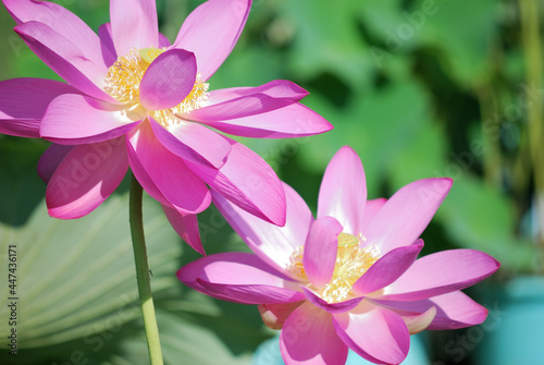 蓮の花