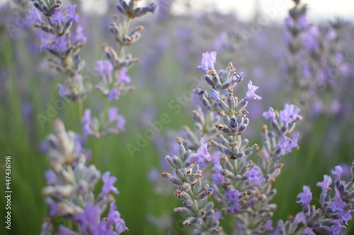 Obraz na płótnie purple flowers w salonie