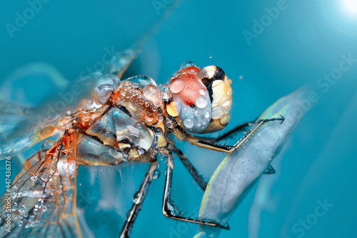 Extreme macro  shots, showing of eyes dragonfly detail. 