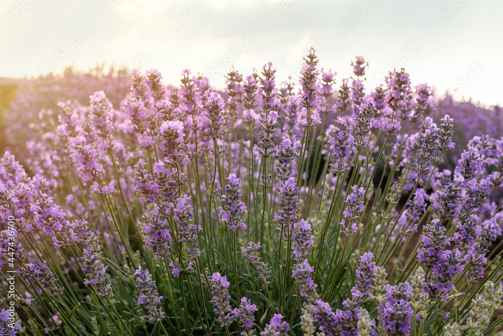 Obraz premium Close up view of a blooming lavender field
