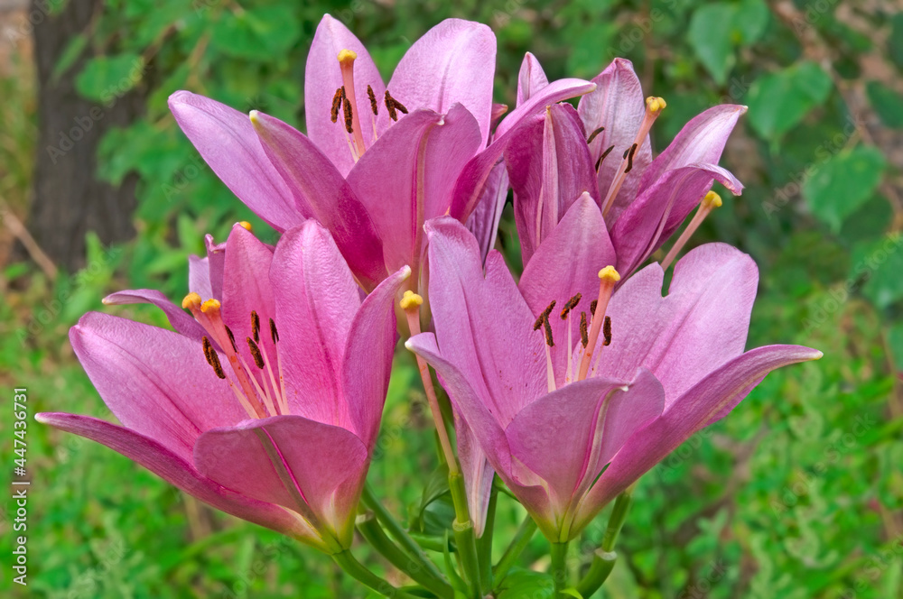Naklejka premium Bright beautiful pink lily close-up on a background of green leaves in a flower garden