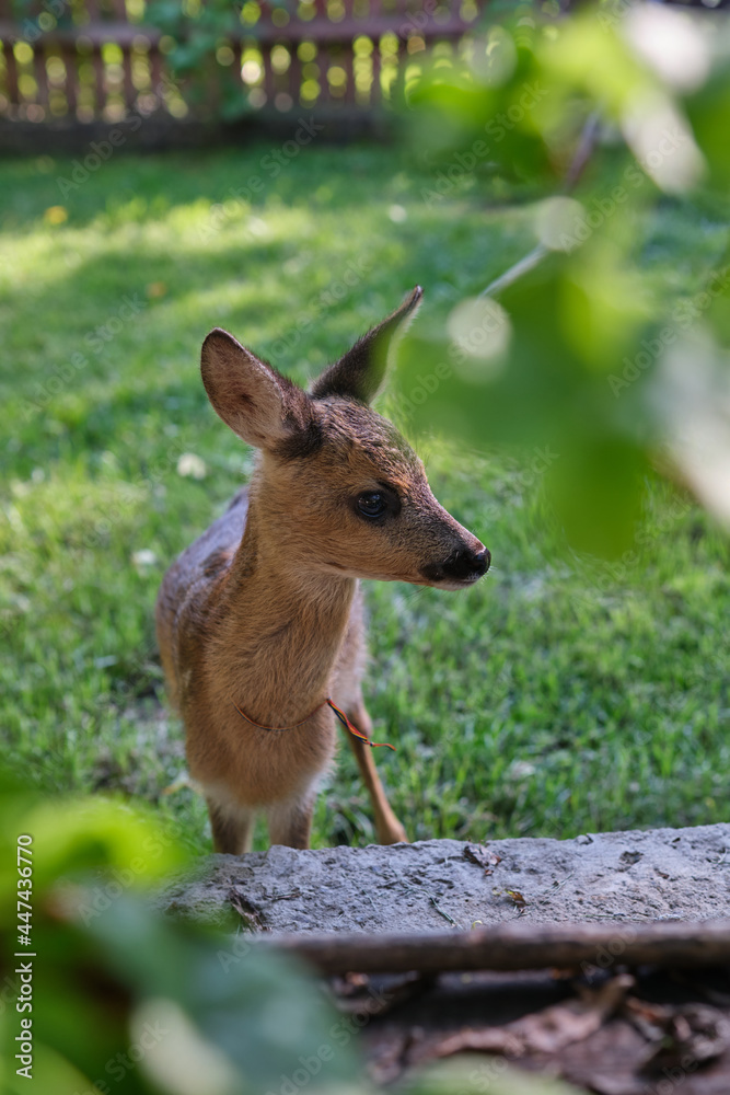 Innocent roe deer fawn. Young wild deer. little morality. deer cub. deer resting Innocent roe deer fawn. Young wild deer. little morality. deer cub. deer resting