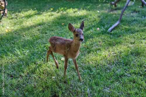 Innocent roe deer fawn. Young wild deer. little morality. deer cub. deer resting