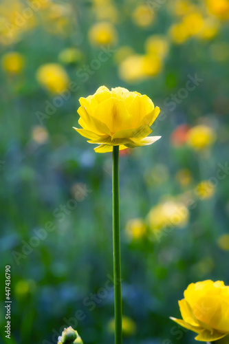 Close up view of a mountain meadow overgrown with yellow wild peonies