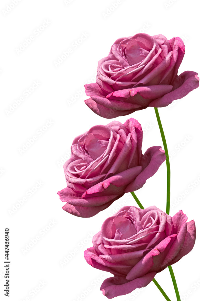 Bouquet of bright beautiful pink roses close up on white isolated background Bouquet of bright beautiful pink roses close up on white isolated background