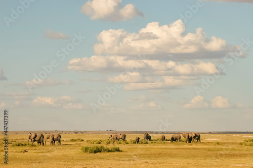 Paysage avec éléphants devant le Kilimandjaro sommet de l'Afrique Kenya