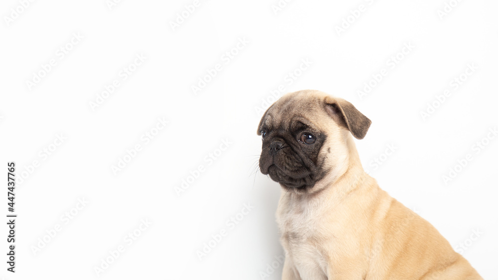 pug puppy isolated on white background. funny pets concept with copy space.