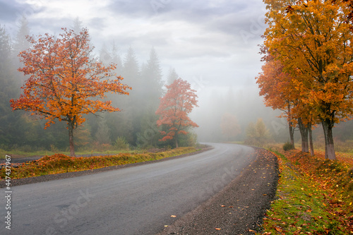 new asphalt road through forest. wonderful autumn scenery. low visibility on the road in foggy weather condition