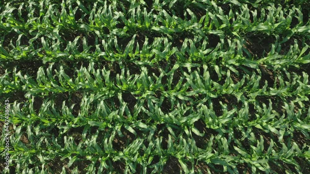 Young green maize sprouts, shoots, swaying in wind in Morning Sunrise, on cornfield. corn planted in rows. Corn growing. Agriculture. eco farm, agricultural enterprise. Young green maize sprouts, shoots, swaying in wind in Morning Sunrise, on cornfield. corn planted in rows. Corn growing. Agriculture. eco farm, agricultural enterprise.
