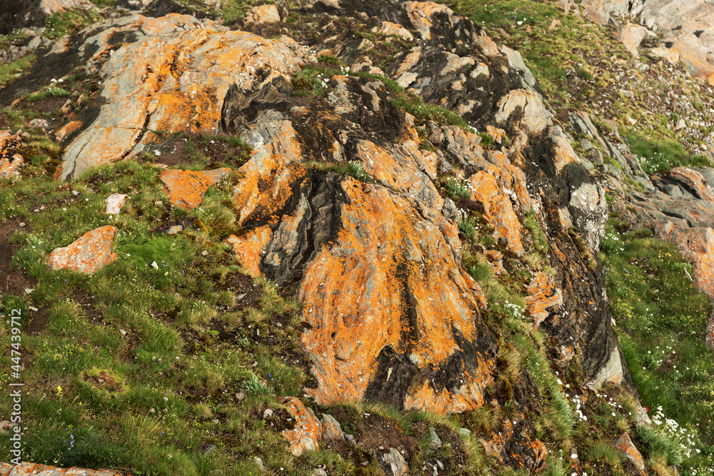 Grass between reddish rock in the Alps. Close up. Natural background Grass between reddish rock in the Alps. Close up. Natural background
