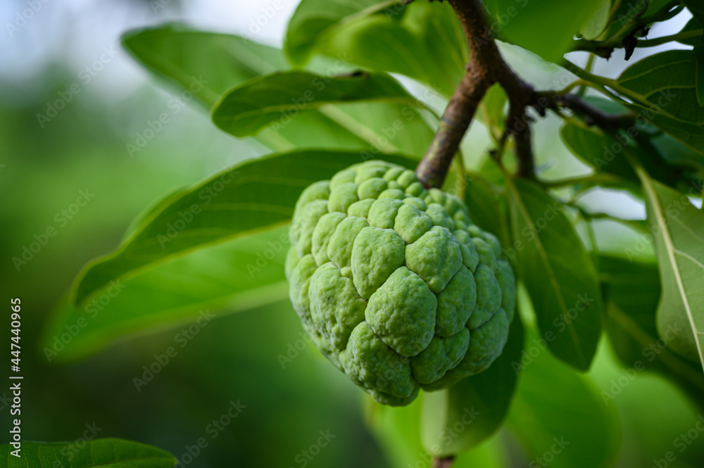 Sugar Apple or Custard Apple Sugar Apple or Custard Apple