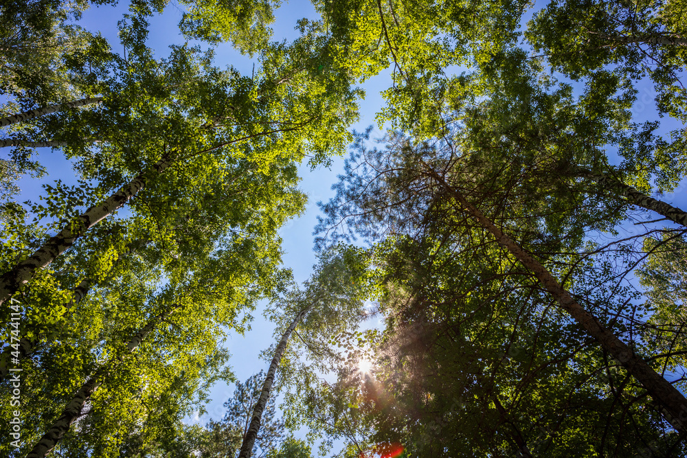 Obraz premium Green forest. Tree with green Leaves and sun light. Bottom view background