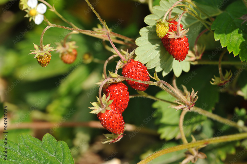 Red ripe strawberries on the bush Red ripe strawberries on the bush