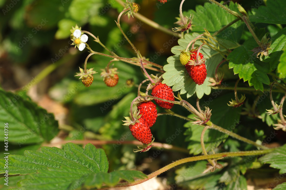 Red ripe strawberries on the bush Red ripe strawberries on the bush