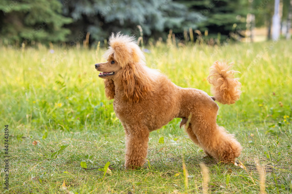 A beautiful young groomed thoroughbred red poodle stands on green grass in a summer city park A beautiful young groomed thoroughbred red poodle stands on green grass in a summer city park