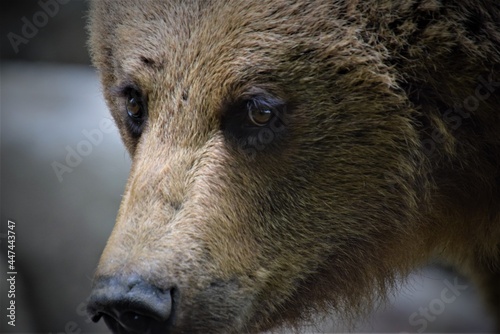 Wallpaper Mural Regard d'ours brun Torontodigital.ca