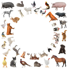 collage of farm animals
