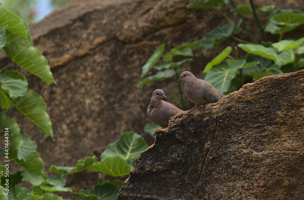 a pair of laughing doves perched on a rock and looking at each other in the wild Meru National Park, Kenya a pair of laughing doves perched on a rock and looking at each other in the wild Meru National Park, Kenya