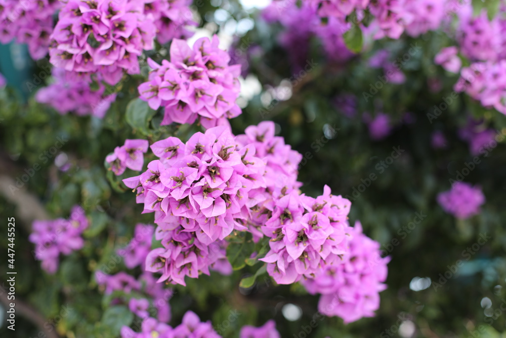flowers in the garden